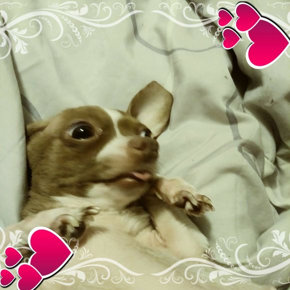 Meet your Posher, Shannon - Picture 1 of 1